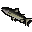 Leaping trout