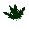 Clean dwarf weed
