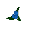 Dwellbeeren