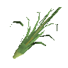 Zitronengras