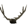 Geweih