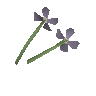 Stinkblume