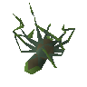 Spinnenkadaver