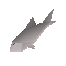 Rohe Forelle