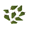 Feuilles