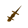 Salamandre orange