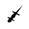 Salamandre noire
