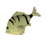 Poisson cavernicole cru