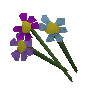 Fleurs