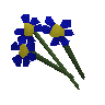 Fleurs bleues