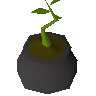 Plante emball�e�1