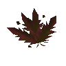 Wergalie terreuse
