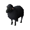 Brebis noire (non tudie)
