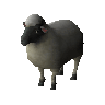 Brebis blanche (non tudie)
