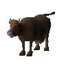 Vache de Kandarine (non étudiée)