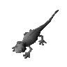 Salamandre noire (non étudiée)