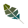 Plume raye