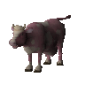 Vache à la fraise (non étudiée)