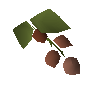 Houblon sanguinaire
