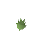 Graine de cactus