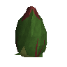 Planta de marasamaw