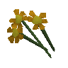 Flores laranjas