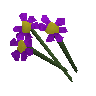 Flores roxas