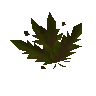 Kwuarm sujo