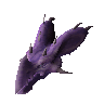 Apoterrassauro spicati purpura (não verificado)