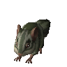 Chinchompa víride (não verificada)