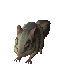 Chinchompa cinza (no verificada)